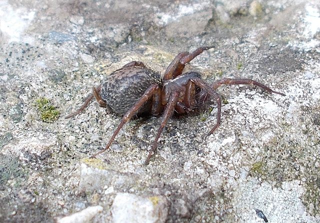 Lycosoides coarctata - Caniparola (MS)